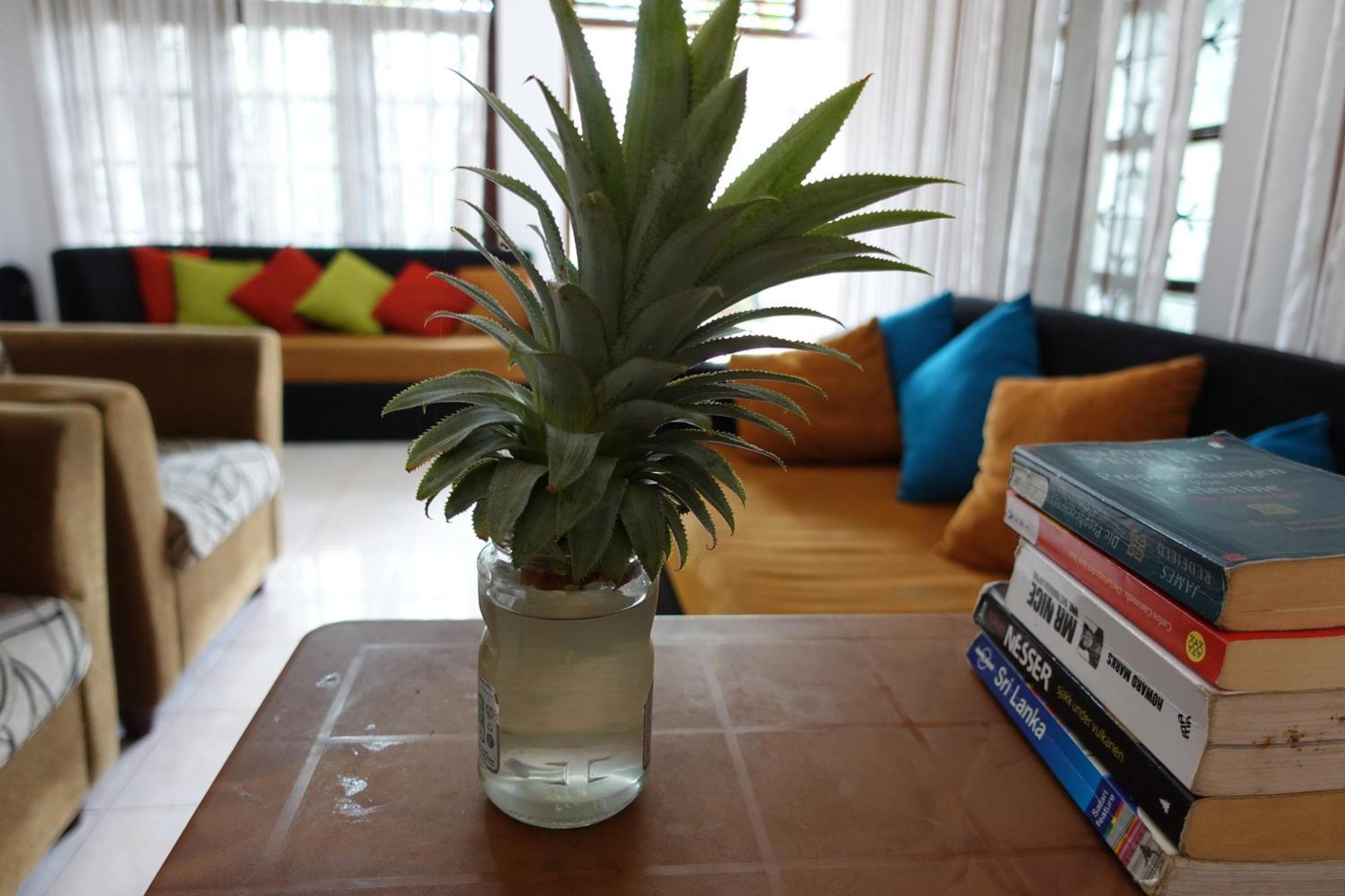 Coco Mango Bed & Breakfast *